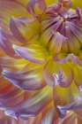 USA, Washington State, Seabeck. Dahlia blossom close-up. Art Print